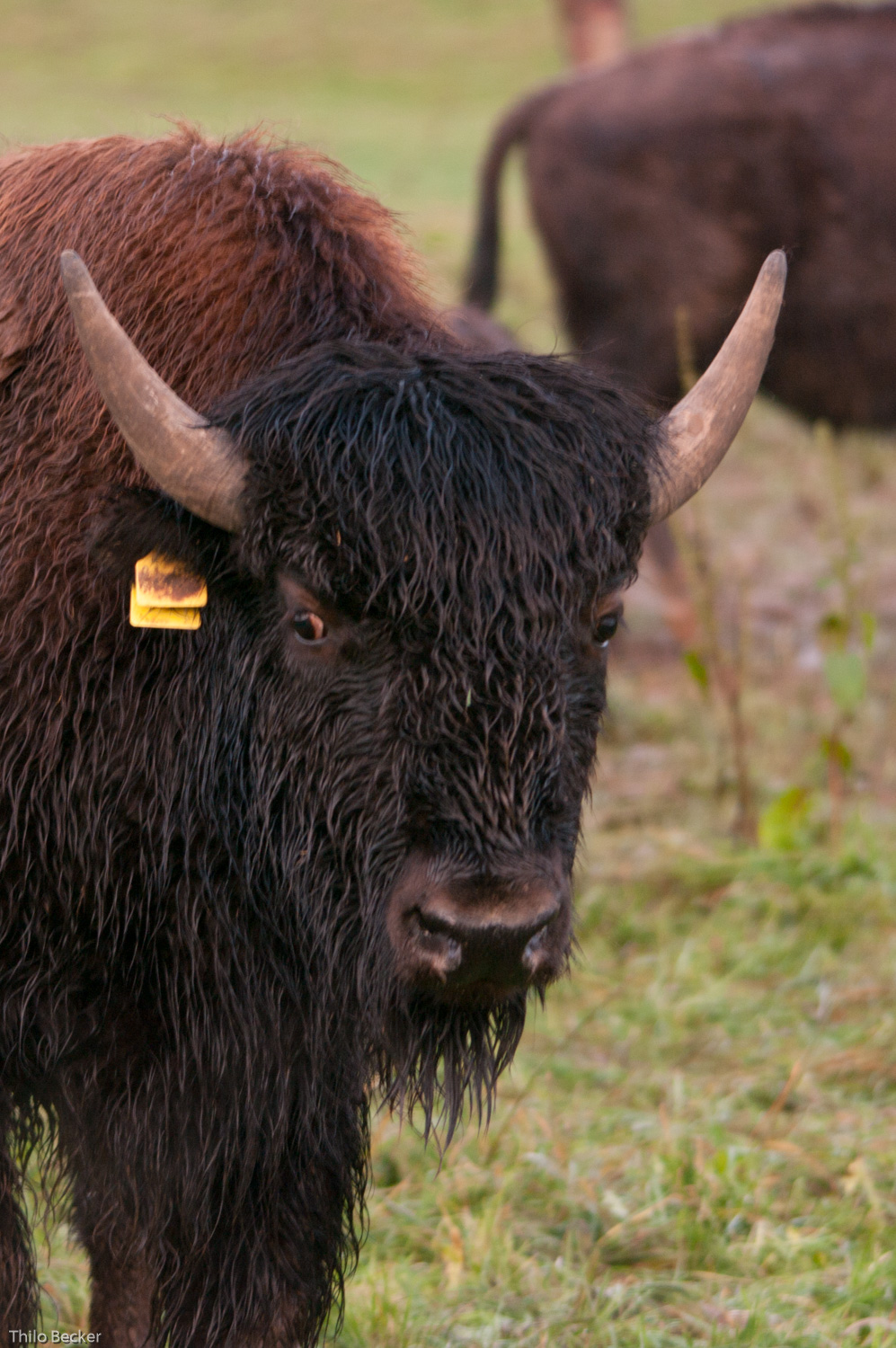 Bei den Bisons