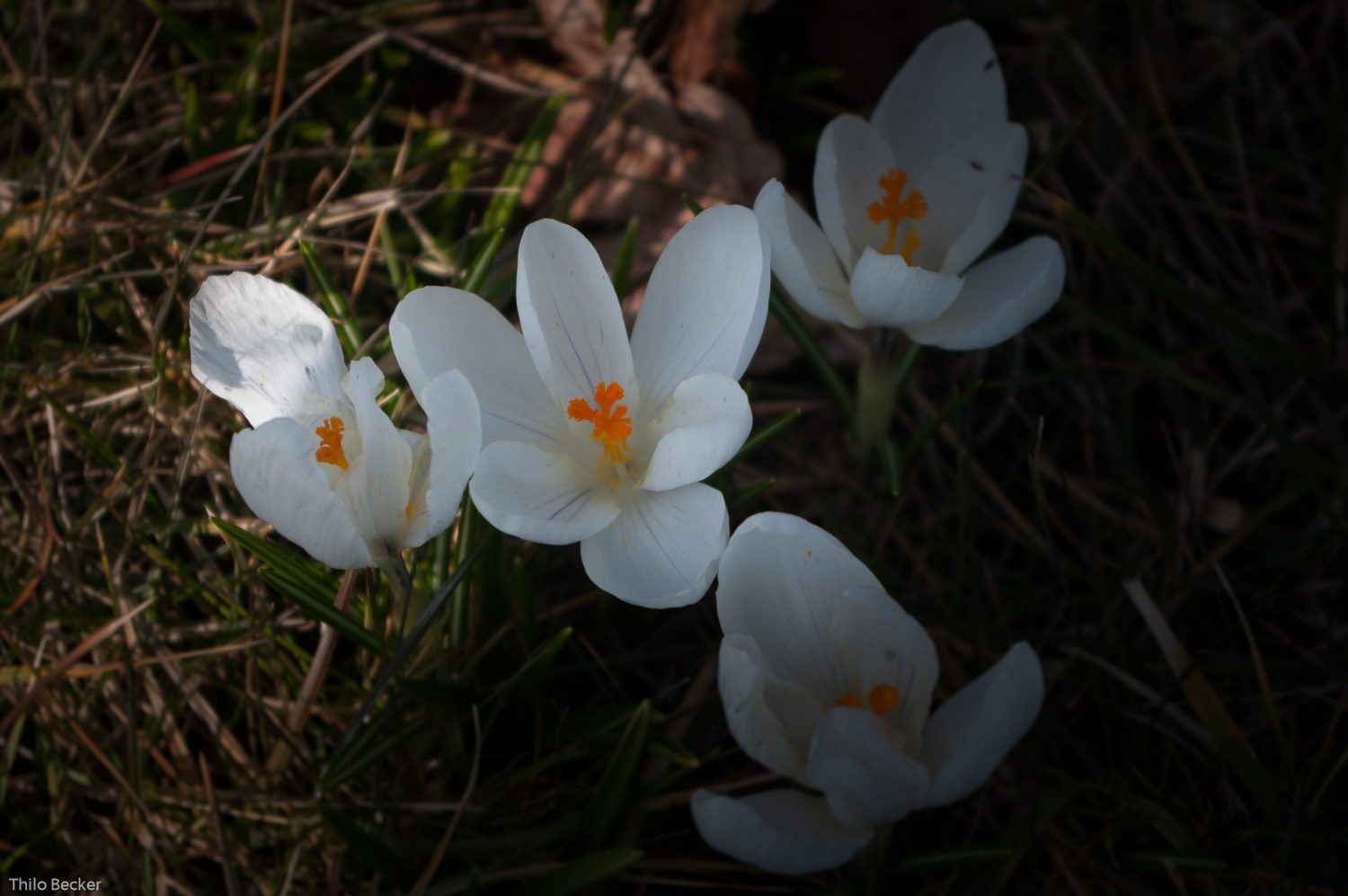 Die ersten Blumen