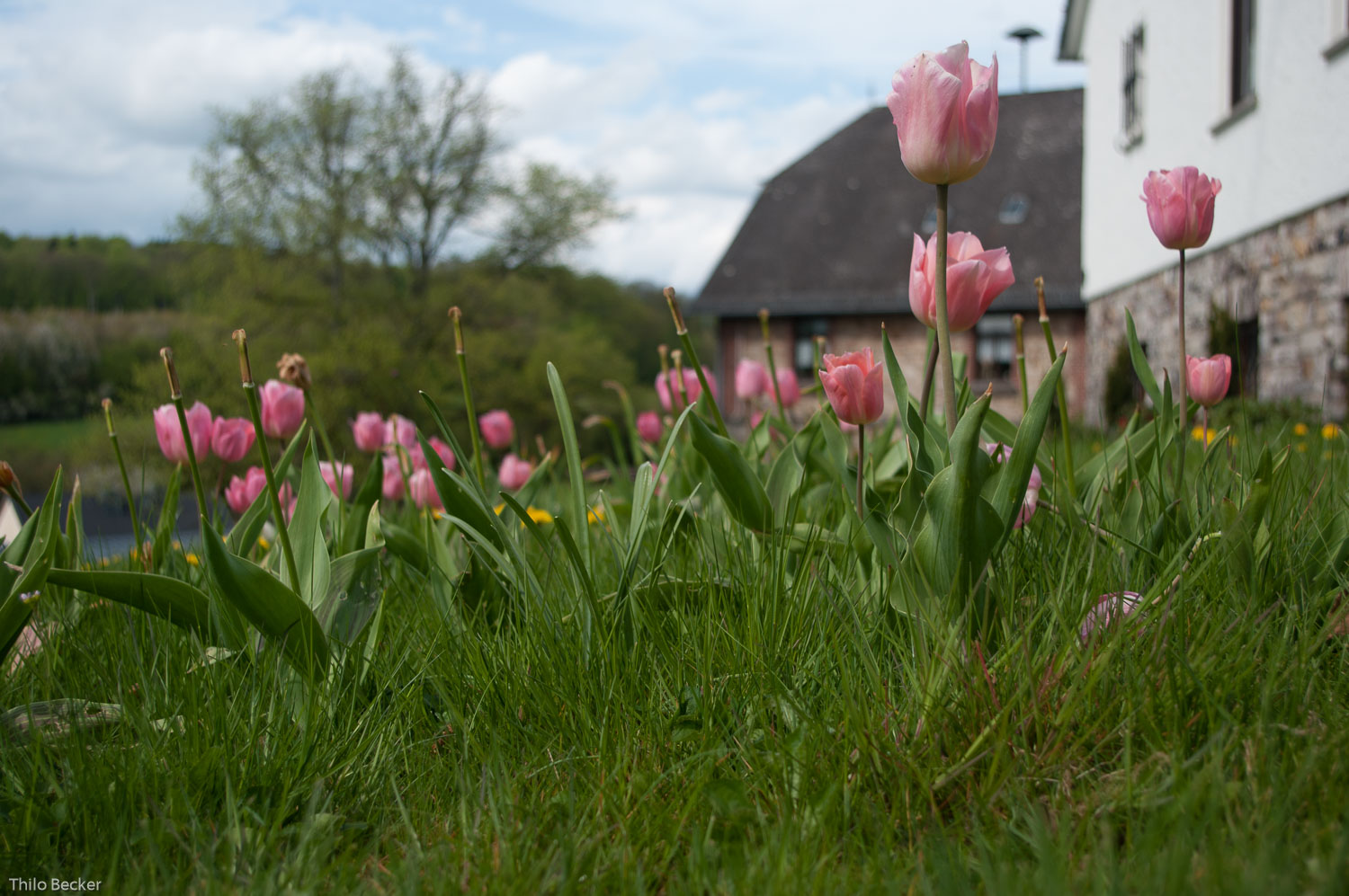 Zwischendurch einmal Tulpen