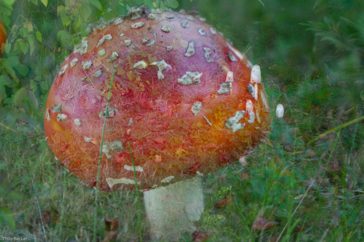 Pilze – schön giftig