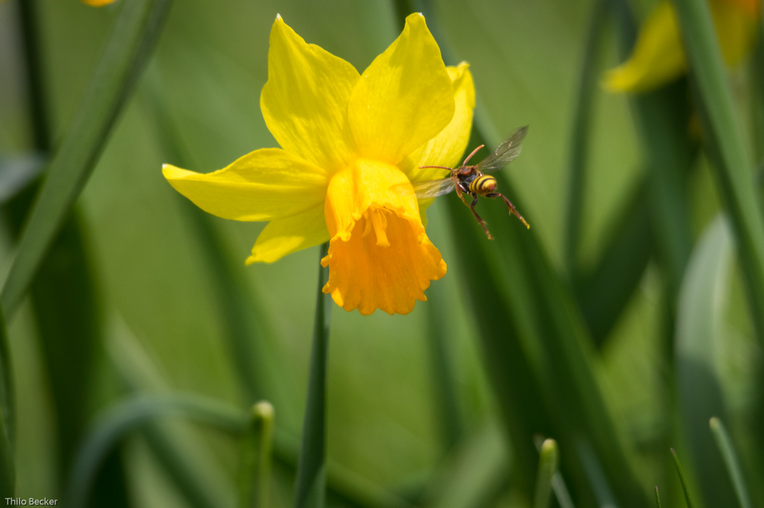 Es brummt im Garten