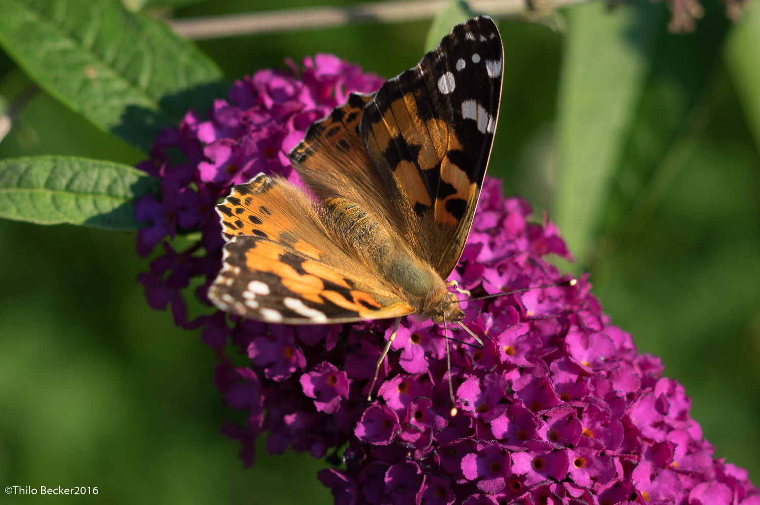 Man kann die lange Zunge des Schmetterling erkennen